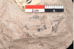 Foto (Detailansicht) von Salvinia reussii Ettingshausen (NHMW-GEO-2024-0188-6400)
